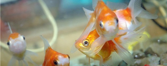 金魚的用處 養金魚有哪些保健作用