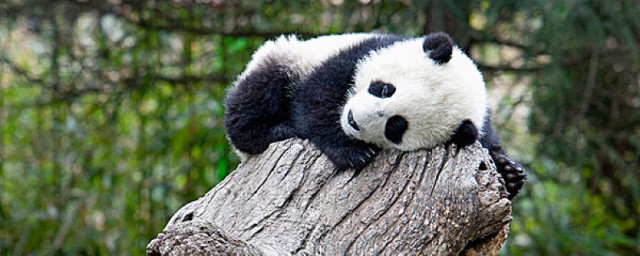 熊貓英文怎麼讀 熊貓是什麼動物