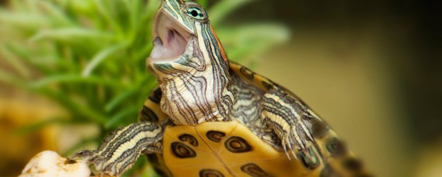 中華龜怎麼養 中華龜如何養