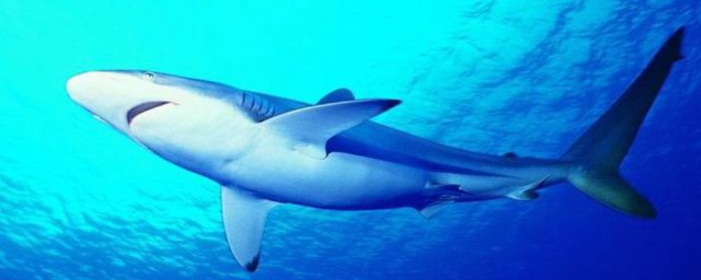 鯊魚的習性和特點 鯊魚的習性和特點簡單介紹