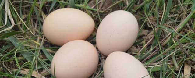 白鳳蛋是什麼雞蛋 白鳳蛋簡單介紹