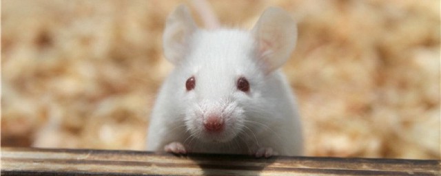 超聲波能驅趕老鼠嗎 超聲波驅趕老鼠的原理是什麼