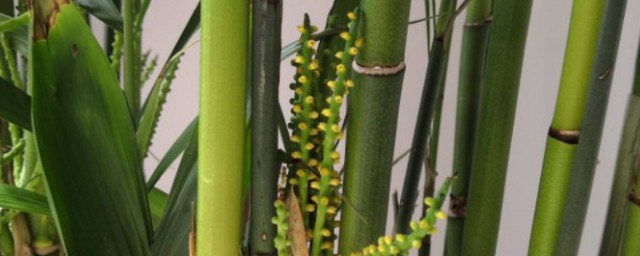 水竹子的養殖方法 水竹子的養殖方法介紹