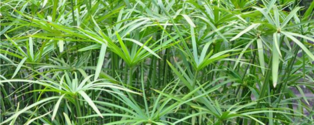 各種水竹養殖方法 各種水竹養殖方法是什麼