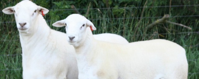 適合東北養的棉羊有哪些品種 適合東北養的棉羊有什麼品種