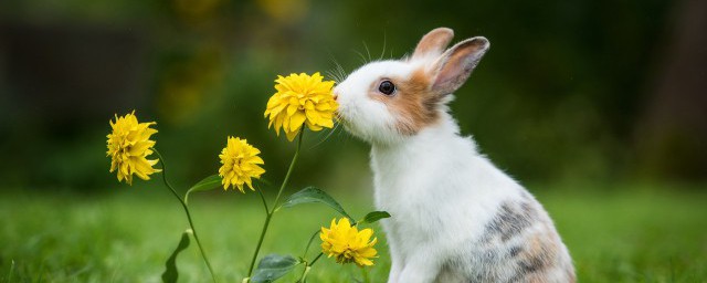 怎麼鑒定兔子吃多瞭 如何鑒定兔子吃多瞭