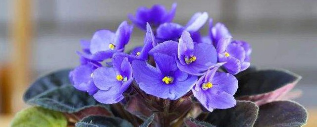 非洲紫羅蘭怎麼養才長得好 養殖非洲紫羅蘭的方法