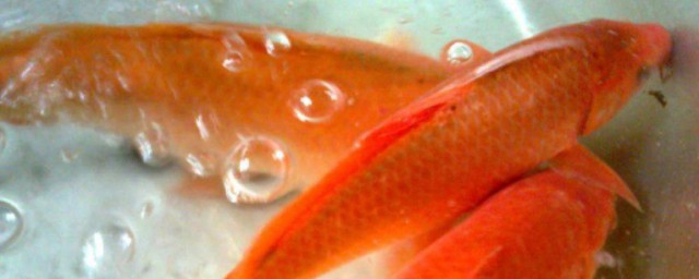 觀賞紅鯉魚怎麼養才長得好 觀賞紅鯉魚如何飼養