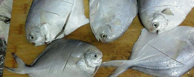 小銀鯧魚怎麼處理內臟 小銀鯧魚處理內臟的方法
