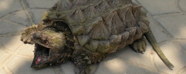 大鱷龜怎麼養才兇才長得好 大鱷龜如何飼養