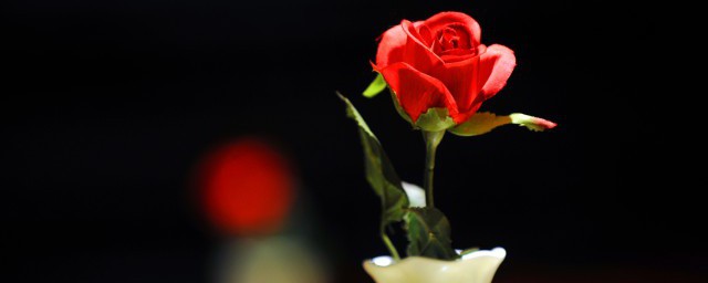 玫瑰花插花瓶怎麼養才長得好 如何養殖玫瑰花