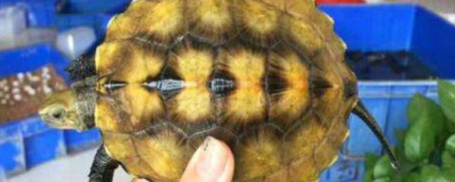 石龜怎麼養殖方法 石龜如何養殖