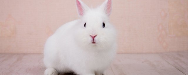 可愛的寵物兔名字 可愛的寵物兔名字有哪些