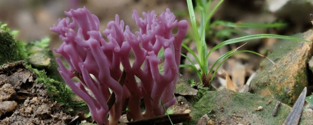 珊瑚菊的養殖方法 怎麼養殖珊瑚菊