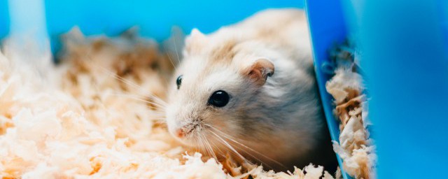 養殖倉鼠方法 怎麼養殖倉鼠