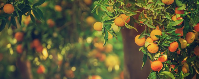 蜜橘食用常識 蜜橘食用常識介紹