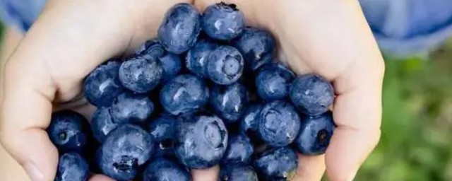藍莓沒熟能吃嗎 藍莓沒熟可以吃嗎