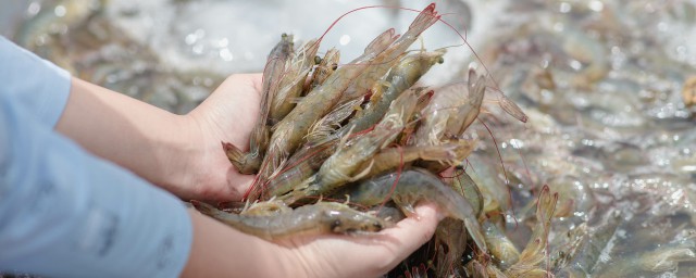 河蝦油炸怎麼做好吃法 河蝦油炸的做法
