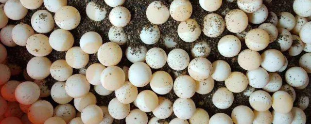 甲魚蛋要怎麼吃 甲魚蛋吃法