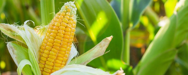 玉米可以和牛奶一起吃嗎 玉米能和牛奶一起吃嗎