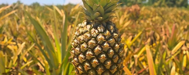 養殖菠蘿的方法 養殖菠蘿的方法介紹