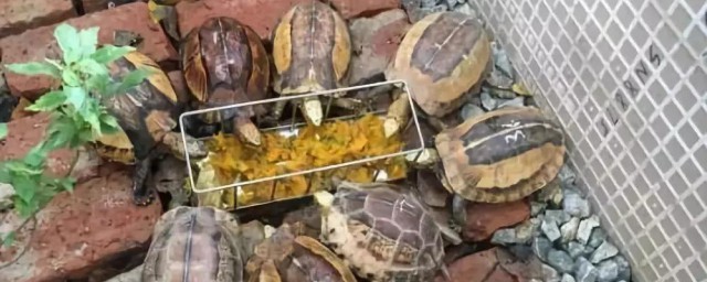 地烏龜的養殖方法 如何養殖地烏龜