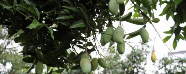 芒果樹怎麼養才長得好 芒果樹如何養才長得好