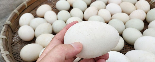 孕婦吃鵝蛋怎麼吃 鵝蛋營養吃法四則分享