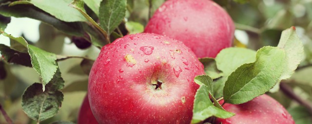 哪些水果能減肥 能減肥的水果介紹