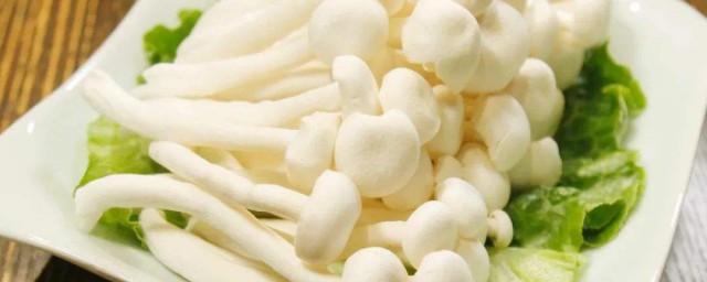 白玉菇哪些人不能吃 白玉菇的禁忌人群