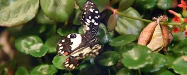 養蝴蝶的養殖方法 養蝴蝶的養殖方法介紹