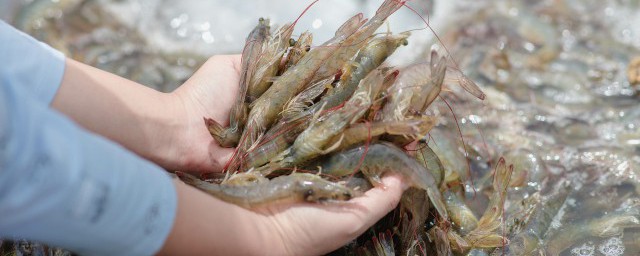 河裡的小蝦怎麼養才長得好 怎麼養小蝦