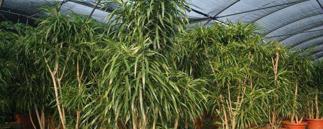 百合竹怎麼飼養 養護百合竹的技巧