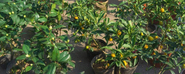小橘子的養殖方法 小橘子的養殖方法介紹