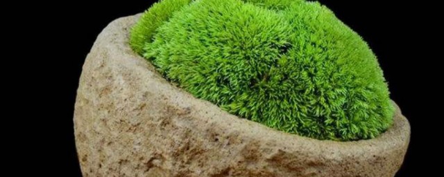 怎麼養苔蘚才長得好 養苔蘚的小技巧