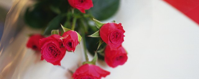 盆栽玫瑰怎麼養才長得好 盆栽玫瑰的養殖技巧