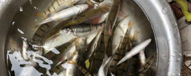 土鳳魚養殖方法 趴地虎魚的養殖技術分享