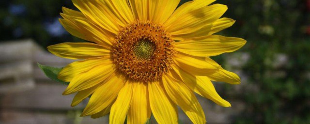 太陽花怎麼養爆盆才長得好 養護太陽花爆盆的方法