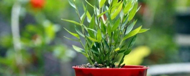 斑入風竹養殖方法 如何養殖斑入風竹