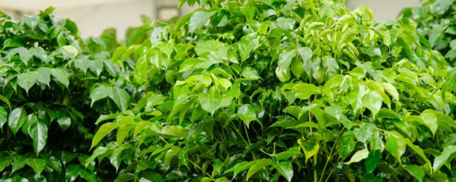 傢庭養殖綠寶方法 綠寶樹的養殖方法