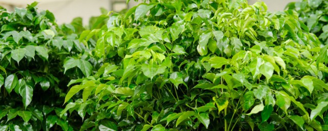 綠寶樹養殖方法 如何養護綠寶樹