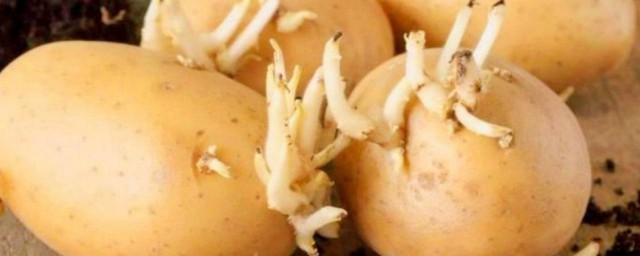 發芽的土豆怎樣處理 發芽的土豆處理方法