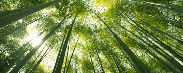 關於竹子的品質 關於竹子的品質介紹