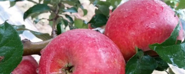 蛋白粉可以和蘋果一起吃嗎 蛋白粉能和蘋果一起吃嗎