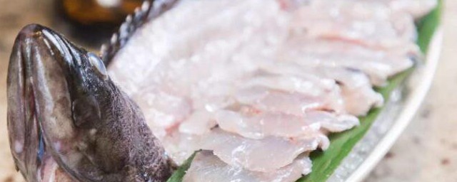 石斑魚可以做生魚片嗎 石斑魚可不可以做生魚片
