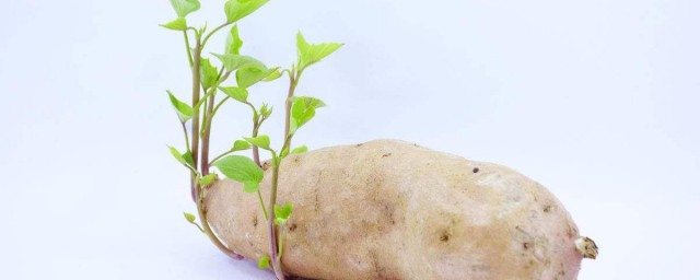 土豆長芽挖掉還能吃嗎 吃 發芽土豆對身體影響