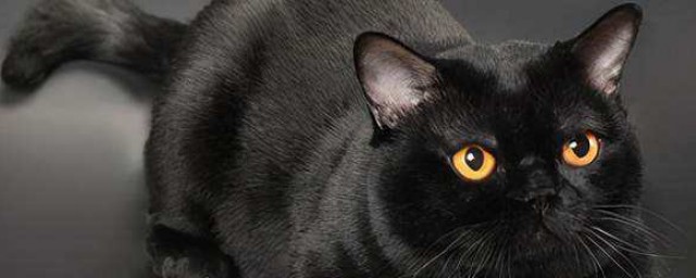 適合黑色貓咪名字洋氣好聽 適合黑色貓咪名字有哪些