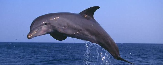 海豚代表什麼寓意 海豚代表的寓意