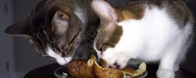貓可以吃紅薯嗎 貓是否可以吃紅薯