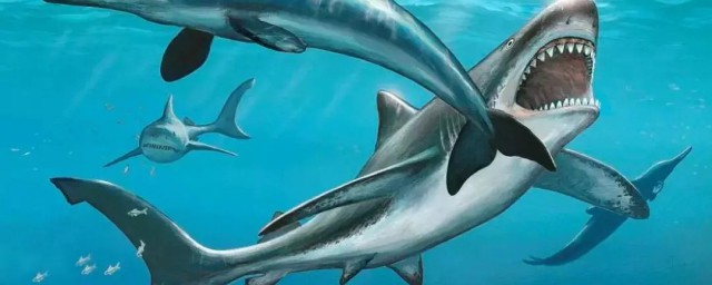 巨齒鯊怎麼滅絕的 巨齒鯊是怎麼消失的